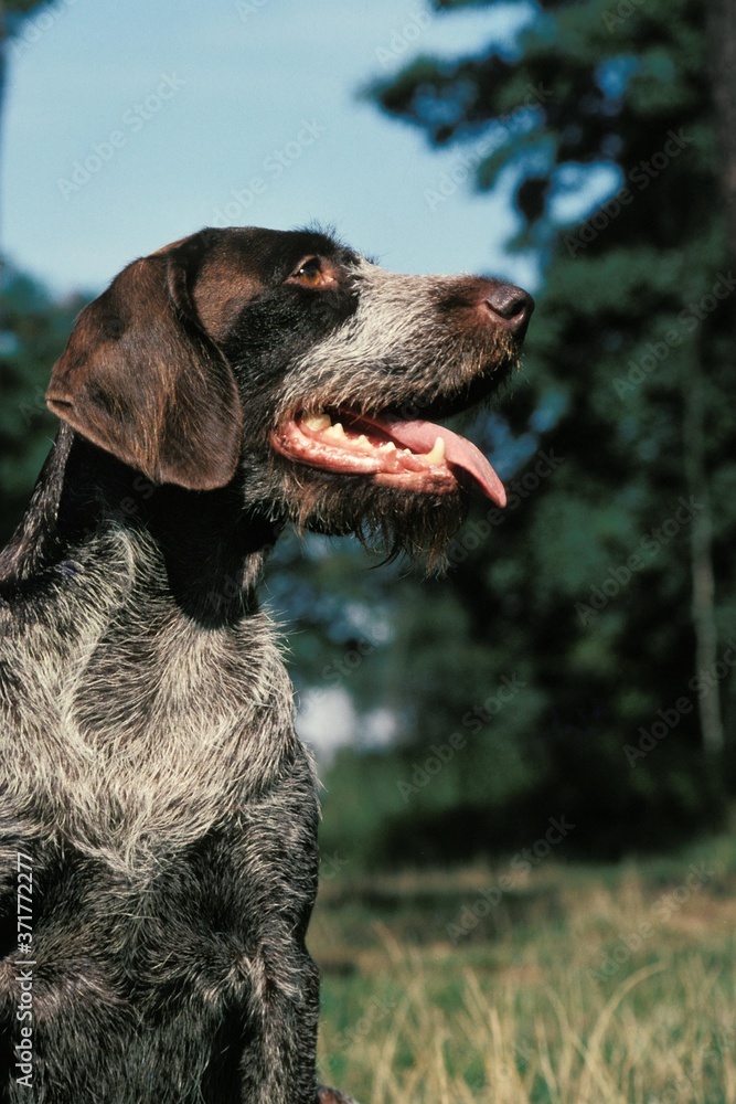 German Wire-Haired Pointer or Drathaar, Portrait of Dog