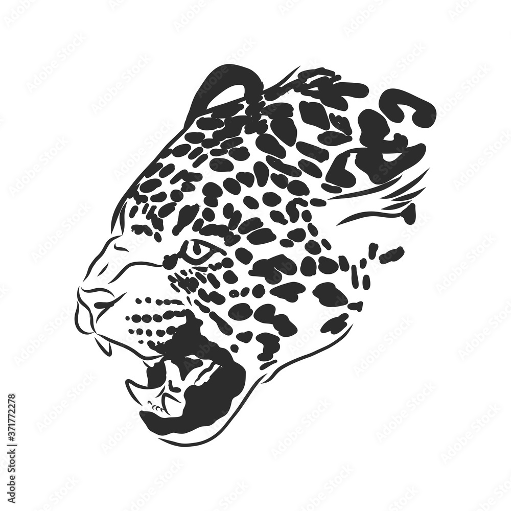 Jaguar. Hand drawn sketch illustration isolated on white background. portrait of a Jaguar animal, vector sketch illustration Jaguar. Hand drawn sketch illustration isolated on white background. portrait of a Jaguar animal, vector sketch illustration