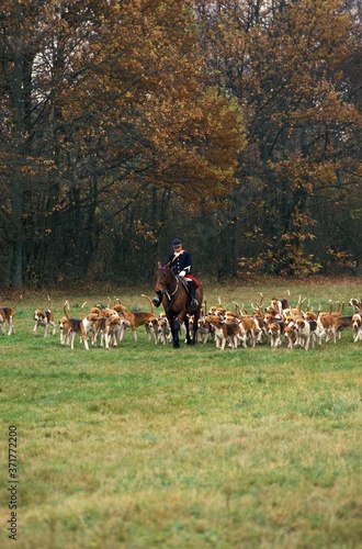 Fox Hunting with Poitevin Dogs