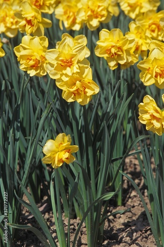 Daffodil, narcissus pseudonarcissus