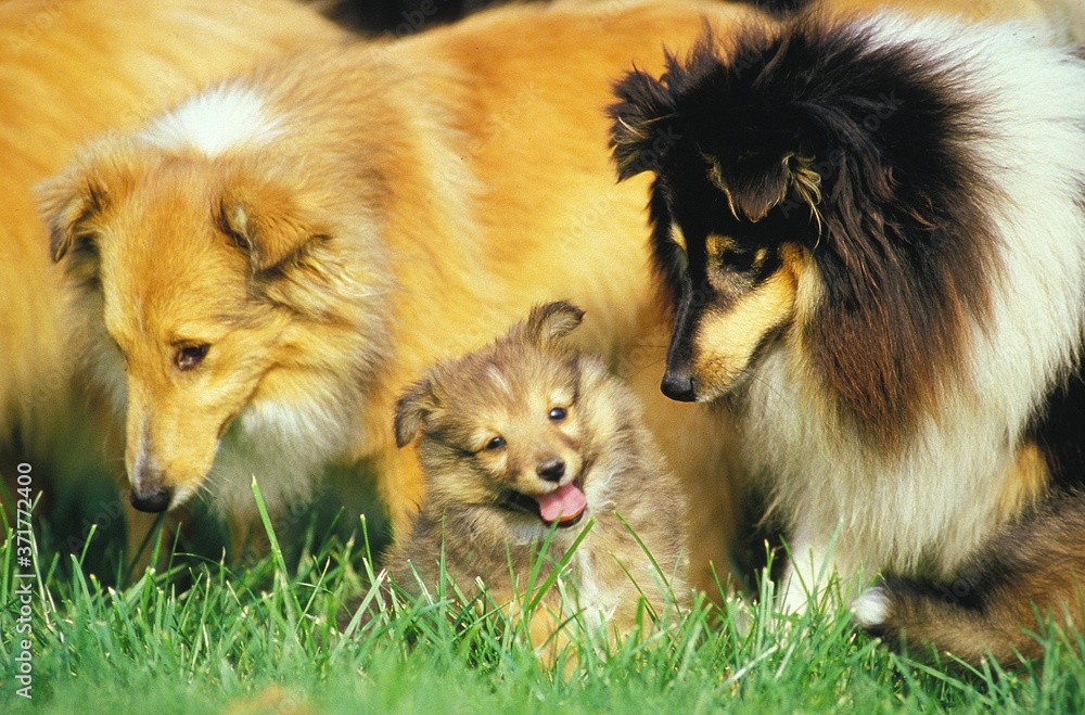 Shetland Sheepdog, Pair and Pup standing on Loan Shetland Sheepdog, Pair and Pup standing on Loan