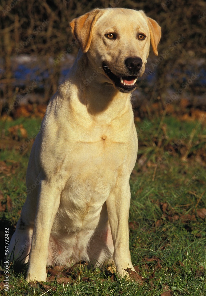 Yellow Labrador Retriever, Dog sitting