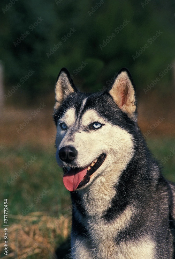 Siberian Husky Dog, Portrait of Dog