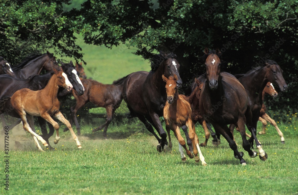 English Thoroughbred, Herd Galloping, Normandy English Thoroughbred, Herd Galloping, Normandy
