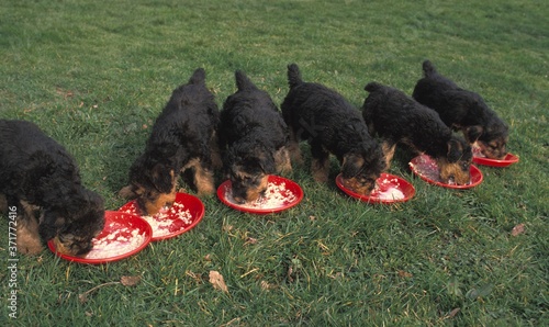Obraz na plátně Airedale Terrier Dog, Puppies eating