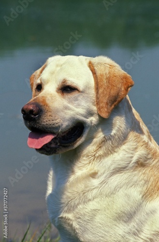 Yellow Labrador Retriever, Portrait of Dog