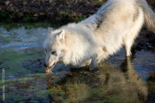 Arctic Wolf  canis lupus tundrarum  Drinking at Waterhole