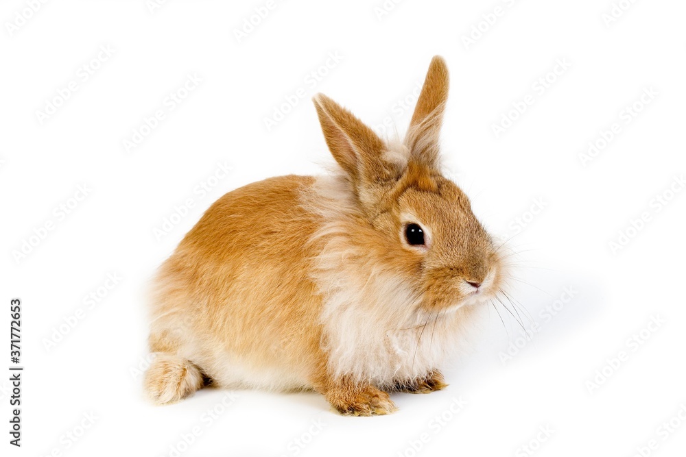 Red Dwarf Rabbit against White Background Red Dwarf Rabbit against White Background