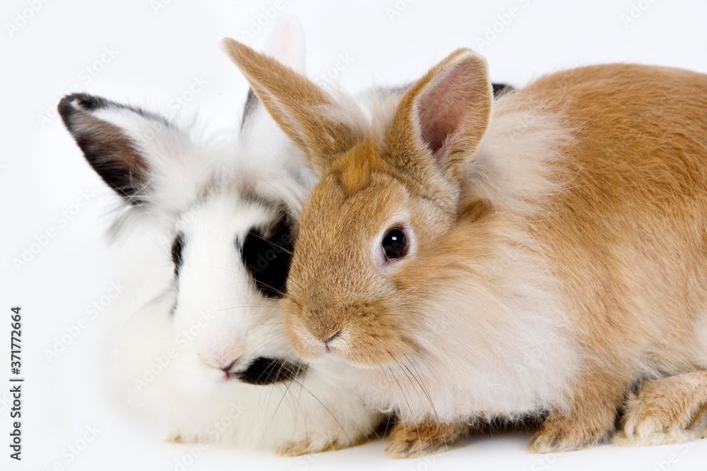 Red with Black and White Dwarf Rabbit against White Background Red with Black and White Dwarf Rabbit against White Background