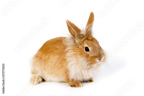 Red Dwarf Rabbit against White Background