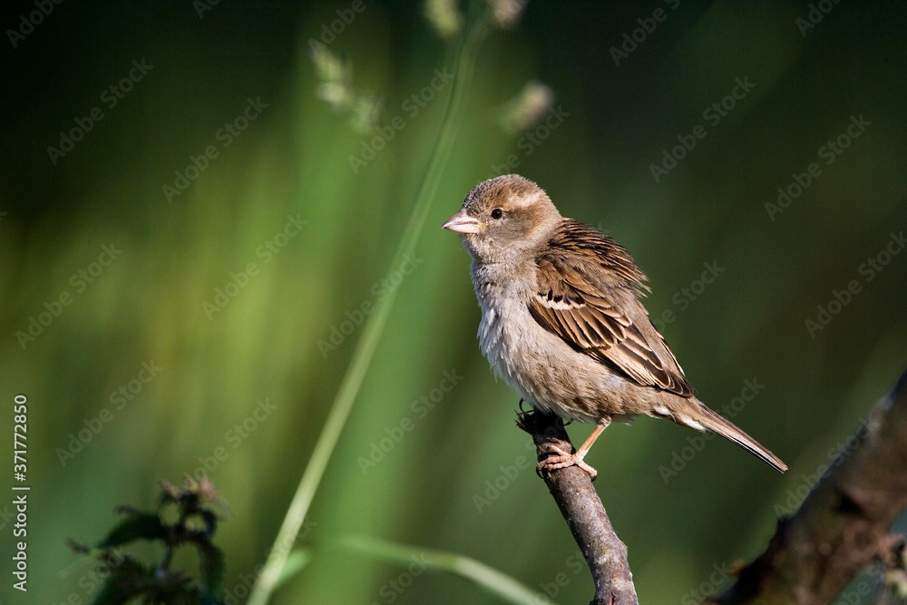 House Sparrow, passer domesticus, standing on Branch, Normandy House Sparrow, passer domesticus, standing on Branch, Normandy