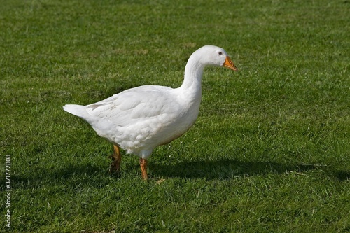 Domestic White Goose, Normandy