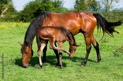 French Trotter, Mother and Foal in Paddock, Normandy