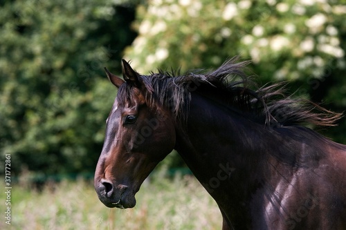 English Thoroughbred Male  Normandy