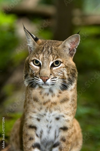 Portrait of European Lynx, felis lynx © slowmotiongli