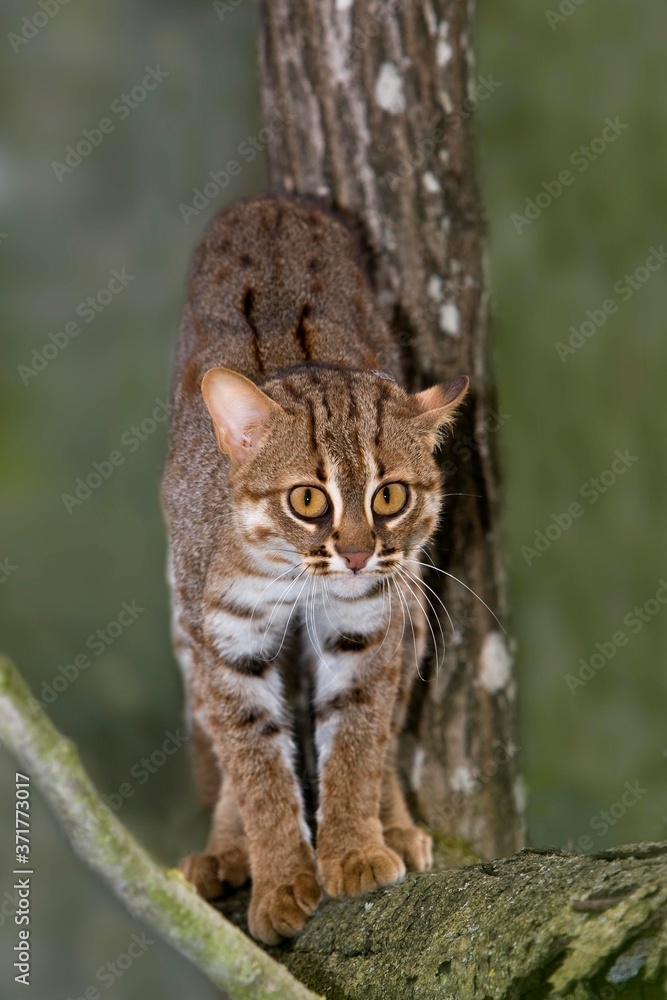 Obraz premium Rusty-Spotted Cat, prionailurus rubiginosus