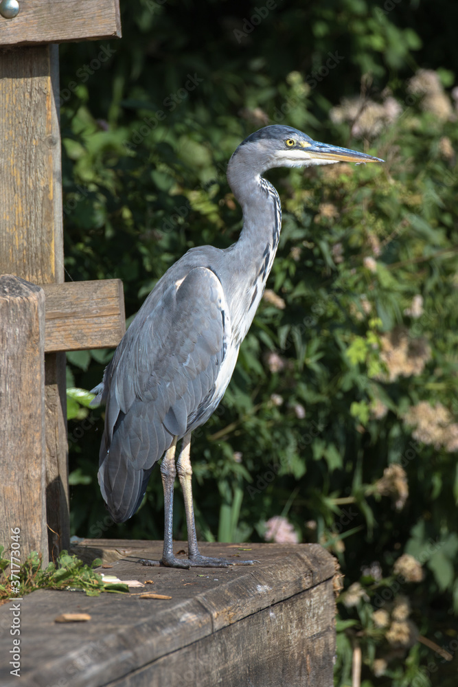 Fototapeta premium Grey Heron (scientific name Ardea Cinerea), The Broads, Norfolk, UK
