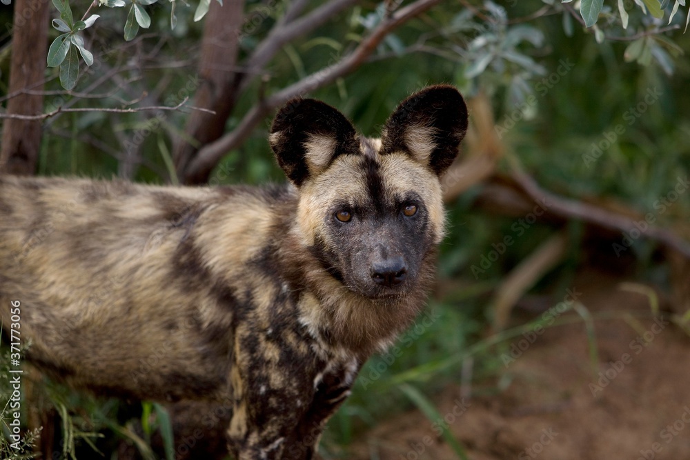 African Wild Dog, lycaon pictus, Namibia African Wild Dog, lycaon pictus, Namibia