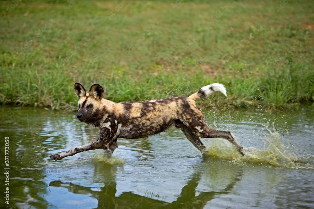 African Wild Dog, lycaon pictus, Standing at Waterhole, Namibia African Wild Dog, lycaon pictus, Standing at Waterhole, Namibia