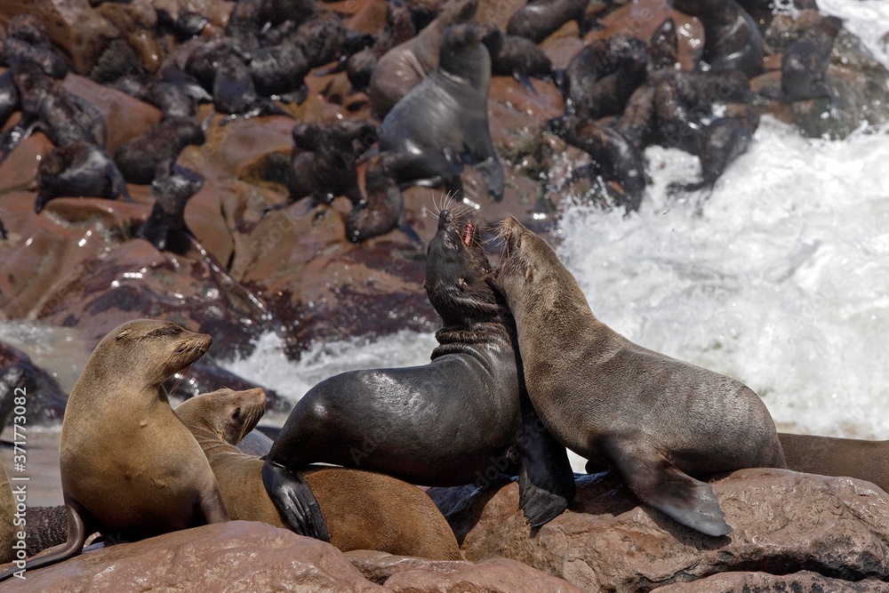 Obraz premium South African Fur Seal, arctocephalus pusillus, Colony at Cape Cross in Namibia