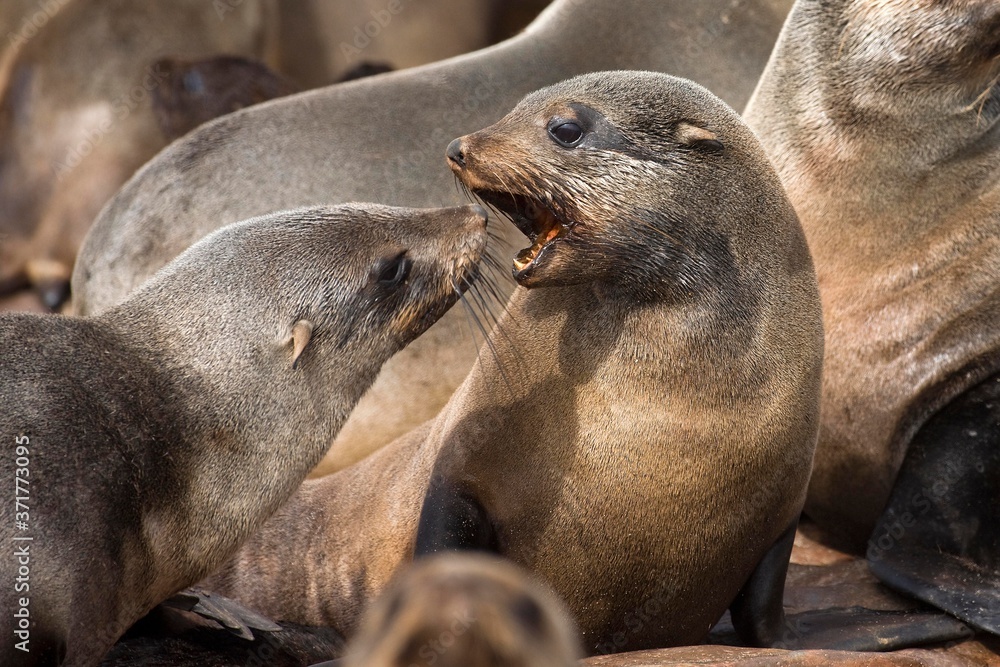 Fototapeta premium South African Fur Seal, arctocephalus pusillus, Colony at Cape Cross in Namibia