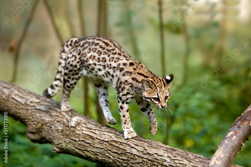 Tiger Cat or Oncilla  leopardus tigrinus  walking on branch