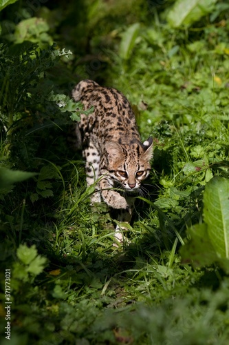 Tiger Cat or Oncilla  leopardus tigrinus