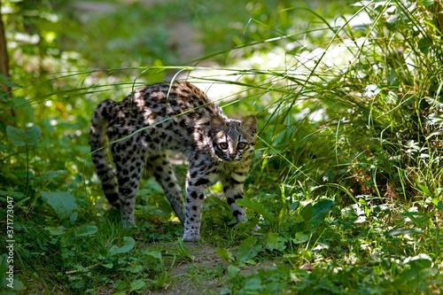 Tiger Cat or Oncilla, leopardus tigrinus, in Defensive Posture