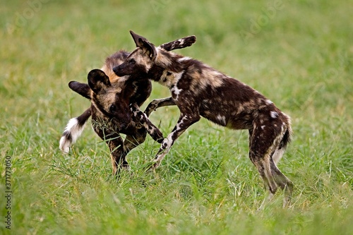 African Wild Dog  lycaon pictus  Adults Fighting  Namibia