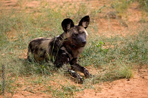 African Wild Dog, lycaon pictus, Namibia