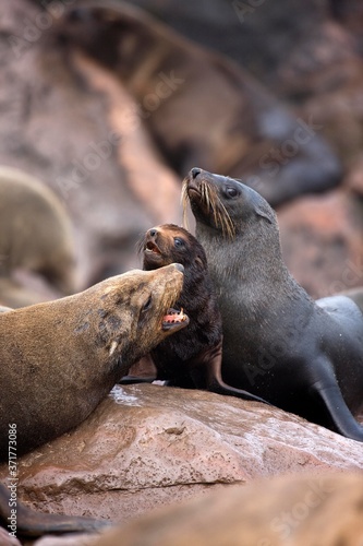 South African Fur Seal, arctocephalus pusillus, Females and Cup, Cape Cross in Namibia