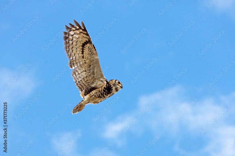 Fototapeta premium Cape Eagle Owl, bubo capensis, Adult in Flight