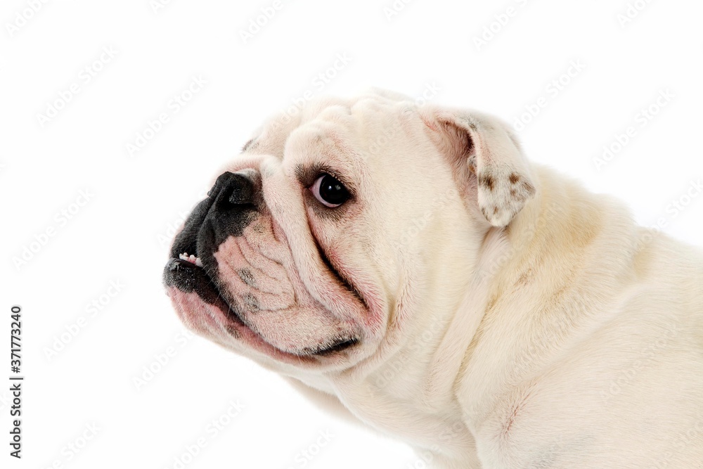 English Bulldog, Portrait of Female against White Background