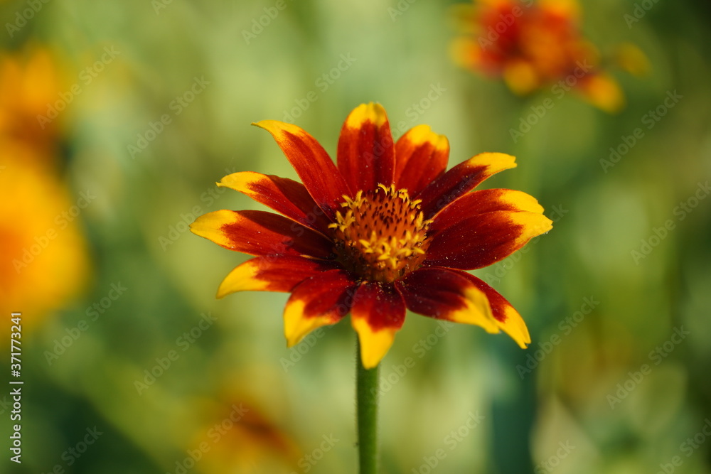 Beautiful macro pictures of different flowers Beautiful macro pictures of different flowers