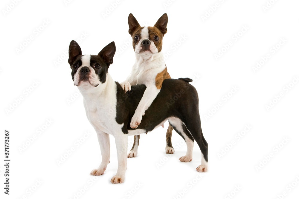 Boston Terrier, Dog standing against white Background Boston Terrier, Dog standing against white Background