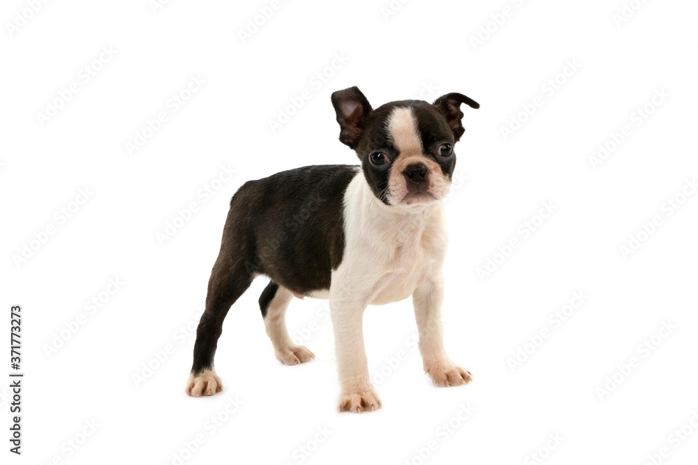 Boston Terrier Dog, Pup standing against white Background