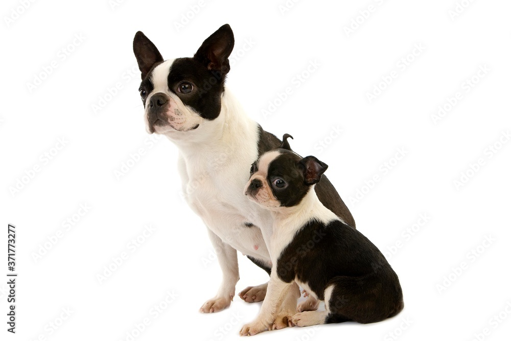 Boston Terrier Dog, Mother with Pup sitting against white Background