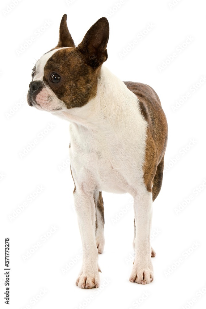 Boston Terrier, Dog standing against white Background