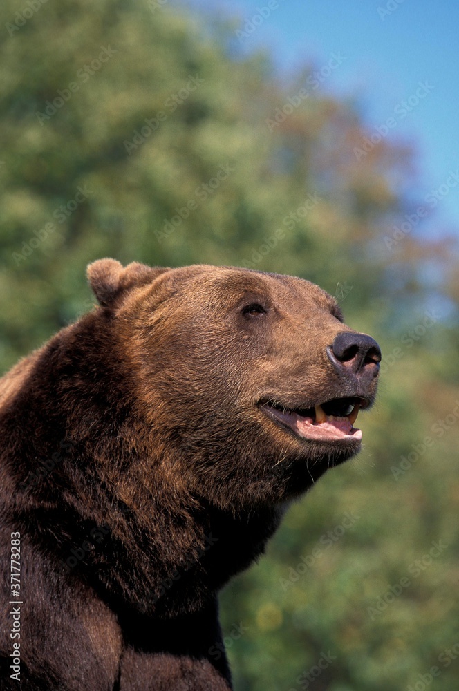 Brown Bear, ursus arctos, Portrait of Adult Brown Bear, ursus arctos, Portrait of Adult