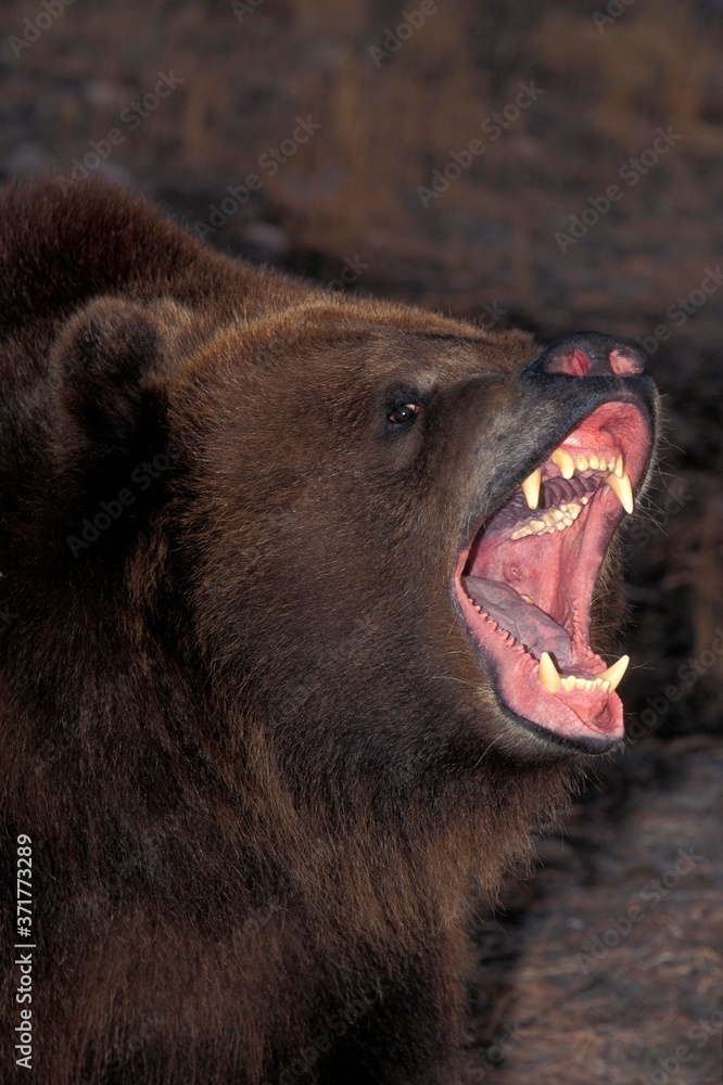 Fototapeta premium Kodiak Bear, ursus arctos middendorffi, with Open Mouth, in Defensive Posture, Alaska