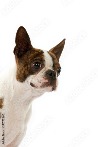 Boston Terrier  Portrait of Dog against white Background