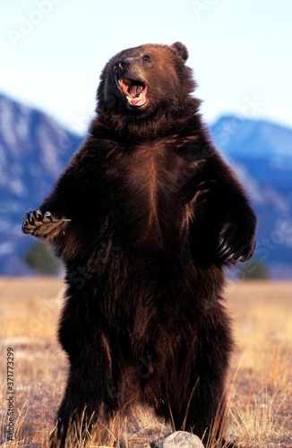 Photos Kodiak Bear, ursus arctos middendorffi, with Open Mouth, in Defensive Posture, A
