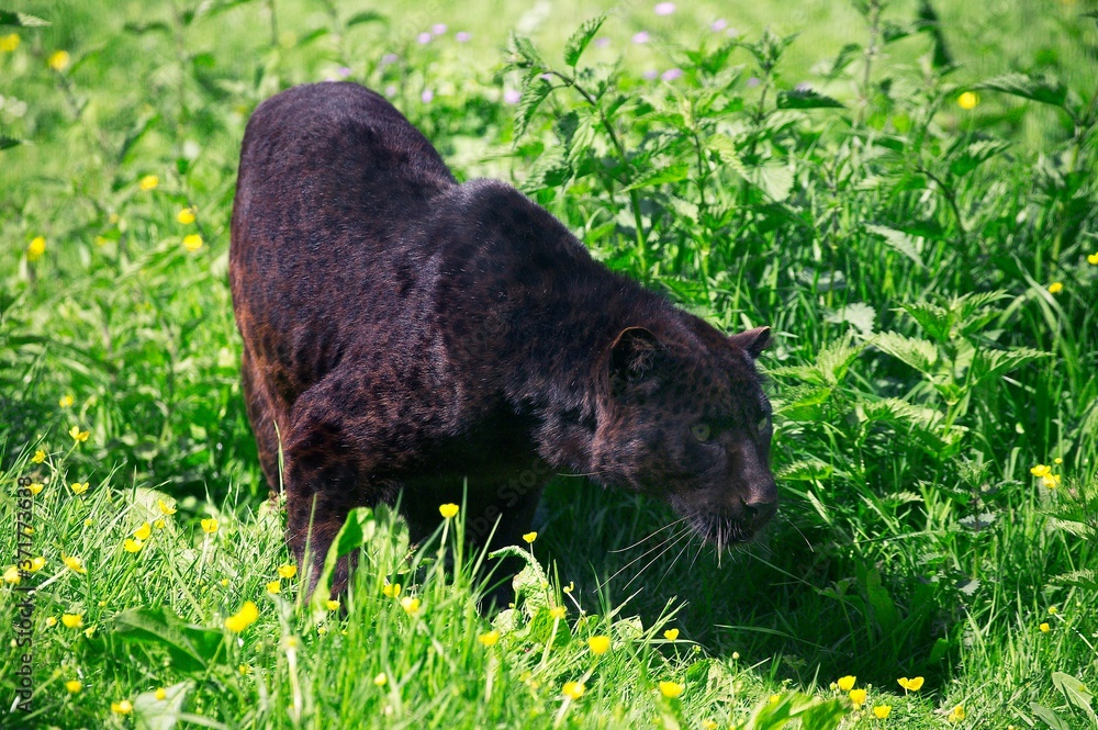 Black Panther, panthera pardus Black Panther, panthera pardus