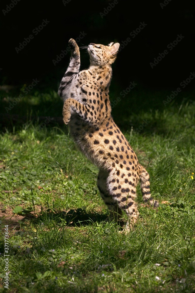 Fototapeta premium Serval, leptailurus serval, Adult hunting Bird