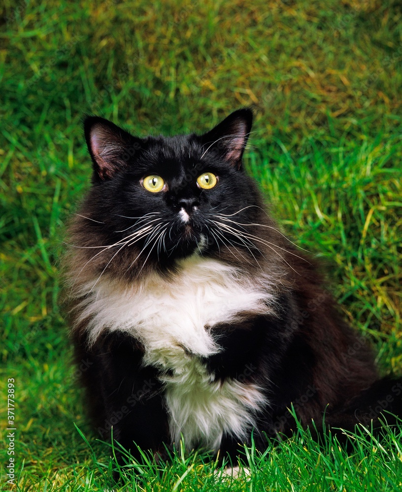 Black and White Maine Coon Domestic Cat Sitting