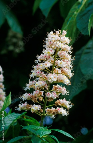 Flower of Horse Chestnut, aesculus hippocastanum, blooming Tree