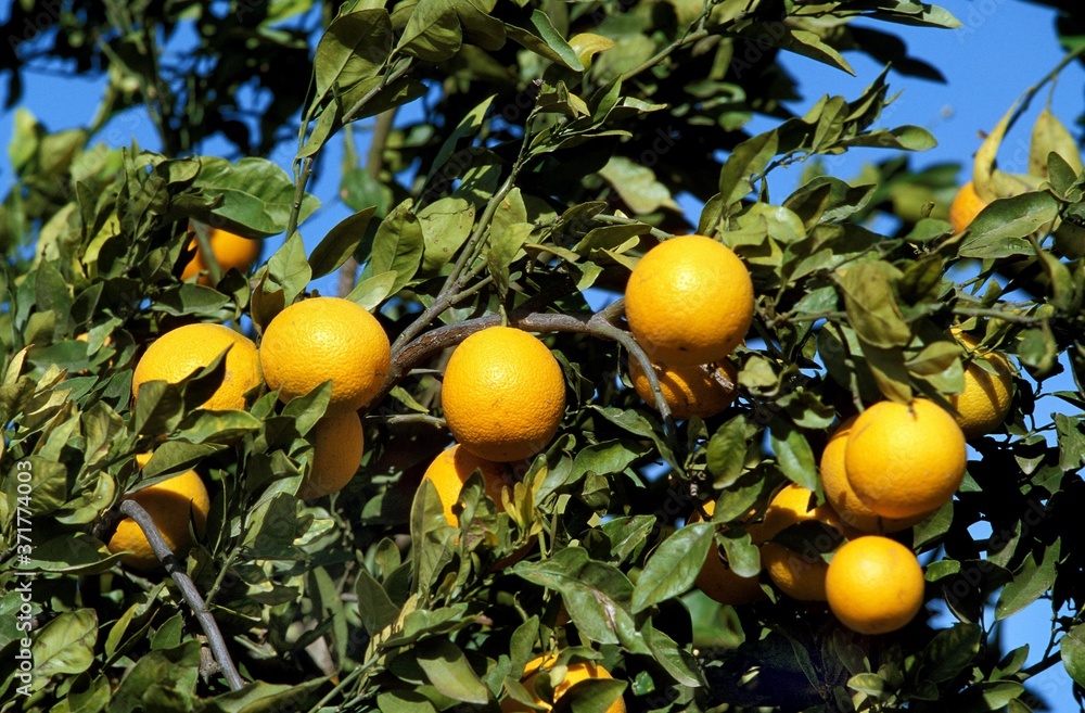 Orange Tree, citrus sinensis in Corsica
