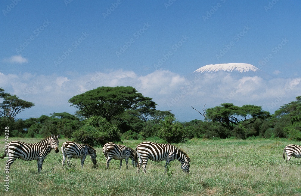 Naklejka premium Burchell's Zebra, equus burchelli, in Tanzania near the Kilimandjaro Mountain