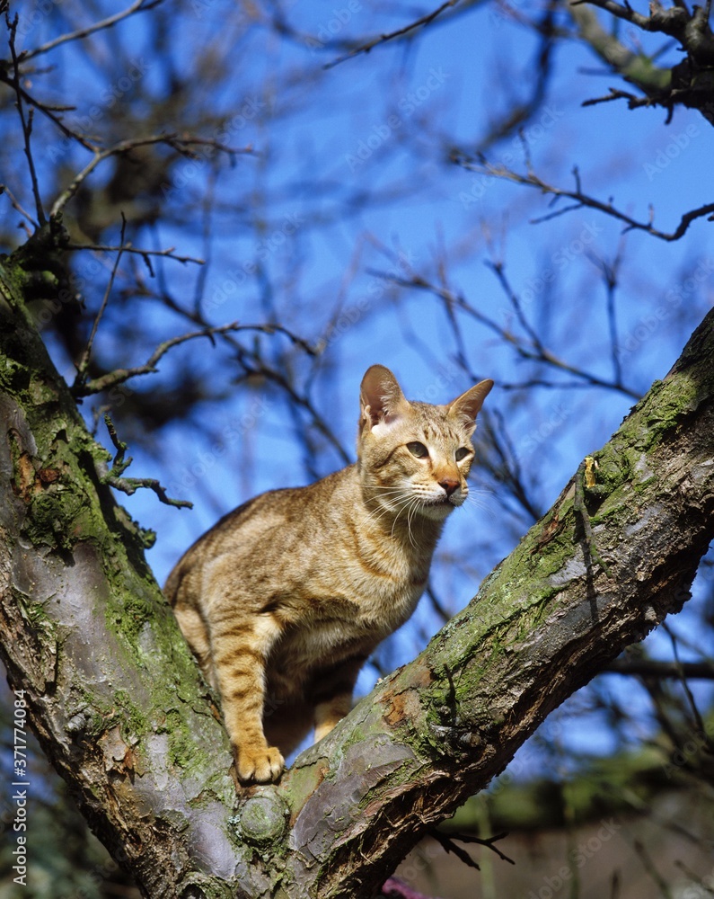 Fototapeta premium Oriental Chocolate Spotted Tabby Domestic Cat standing in Tree
