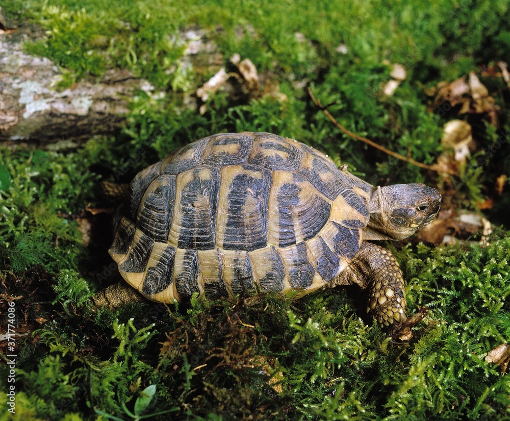 Hermann's Tortoise, testudo hermanni, standing on Moss Hermann's Tortoise, testudo hermanni, standing on Moss